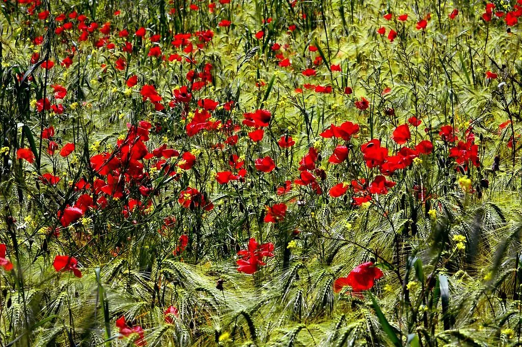 I Gelsi Affittacamere Figline Valdarno Casa di campagna