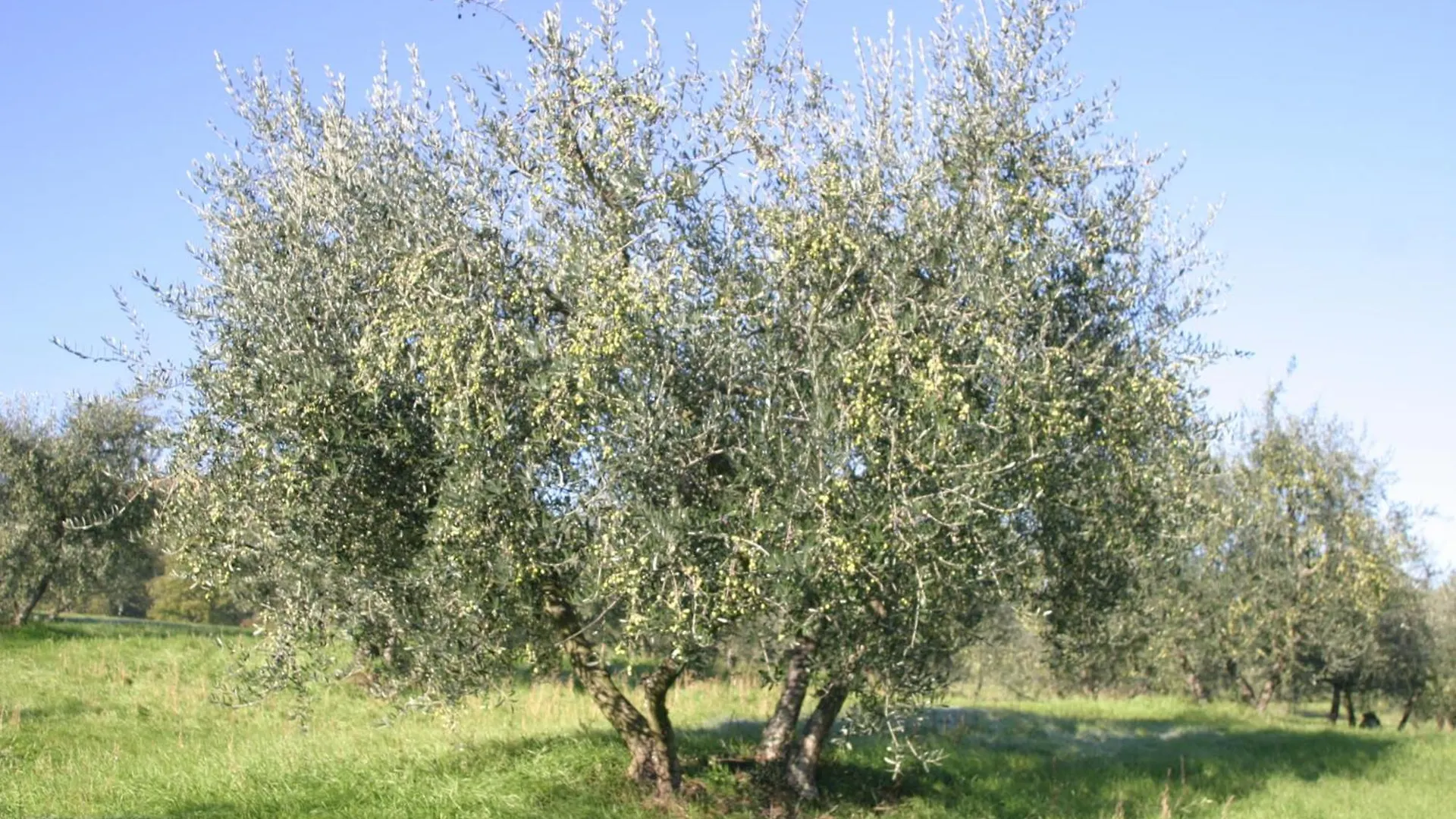 Country house I Gelsi Guest House Figline Valdarno